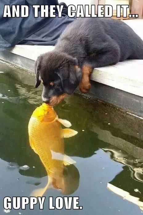 If It Doesn't Last, There's Plenty of Other Fish in the Sea - I Has A
