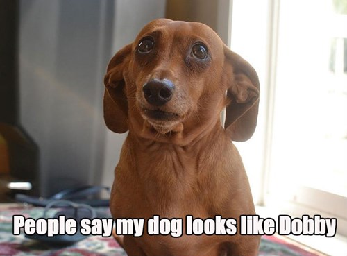 Dachshund Dobby LookALike is A Wiener!  I Has A Hotdog  Dog Pictures  Funny pictures of 