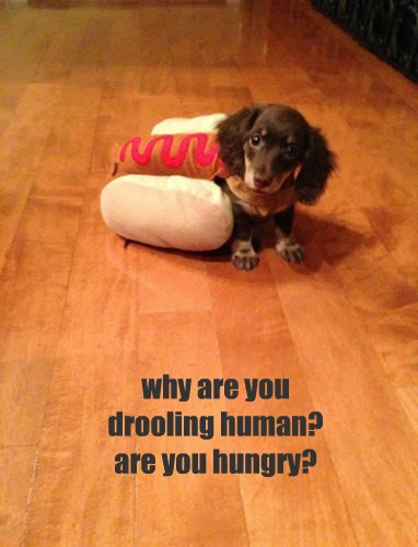 Why Do You Have the Mustard? - I Has A Hotdog - Dog Pictures - Funny ...