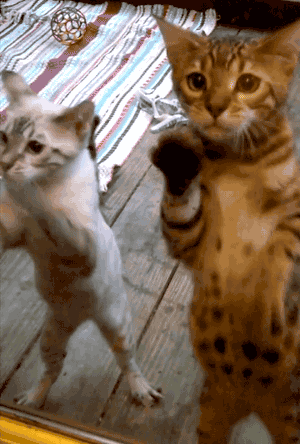 Cat Dance Squad - Señor GIF - Pronounced GIF or JIF?