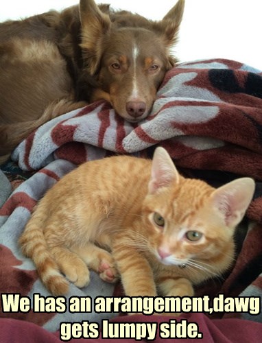 Compromises Must Be Made - Lolcats - lol | cat memes | funny cats ...