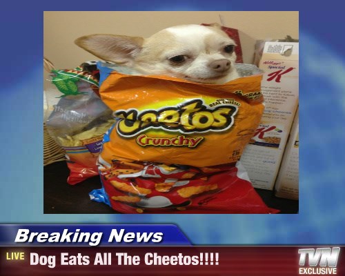 can dogs have cheetos