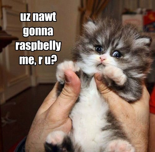 Let's Just get This Over With - Lolcats - lol | cat memes | funny cats ...