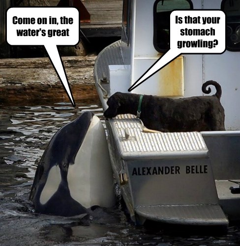 Orca-strating a Trap - Animal Comedy - Animal Comedy, funny animals ...