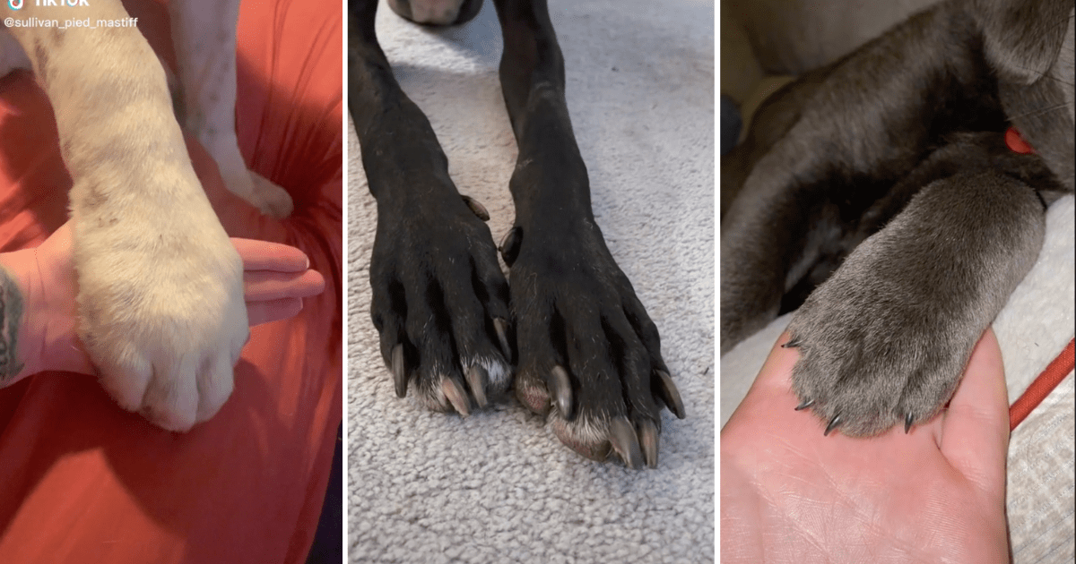why-do-dogs-cover-their-face-with-their-paws