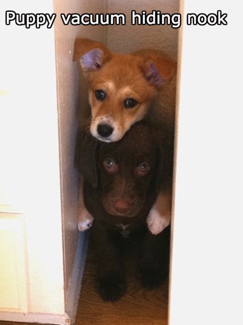 Every House Should Have One I Has A Hotdog Dog Pictures Funny