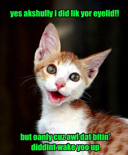 Yay Yur Awake Lolcats Lol Cat Memes Funny Cats Funny Cat Pictures With Words On Them 