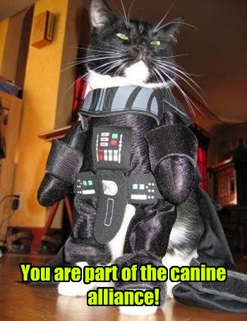 I Can Has Cheezburger? - star wars - Page 6 - Funny Animals Online ...