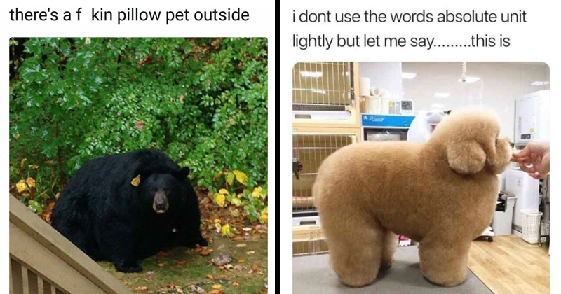 Memebase Absolute Unit All Your Memes In Our Base Funny Memes Cheezburger