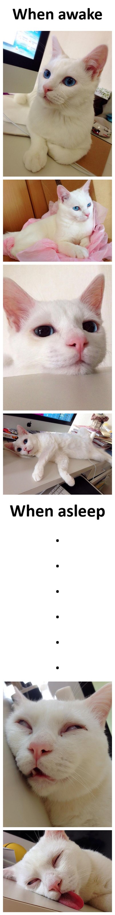 When a Gorgeous Cat Sleeps... - Lolcats - lol | cat memes | funny cats ...