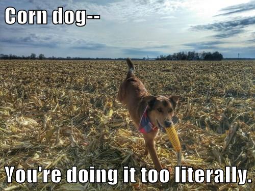 Keep Up The Good Work I Has A Hotdog Dog Pictures Funny Pictures Of Dogs Dog Memes Puppy Pictures Doge
