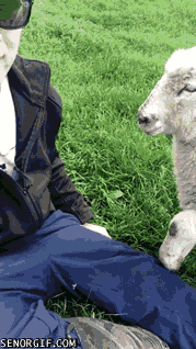 Sheep Get's All The Attention - Señor GIF - Pronounced GIF or JIF?