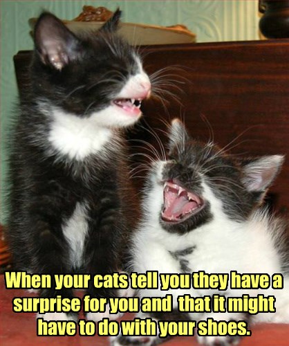 lol surprise cats