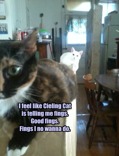 Time to Go to the Basement - Lolcats - lol | cat memes | funny cats ...