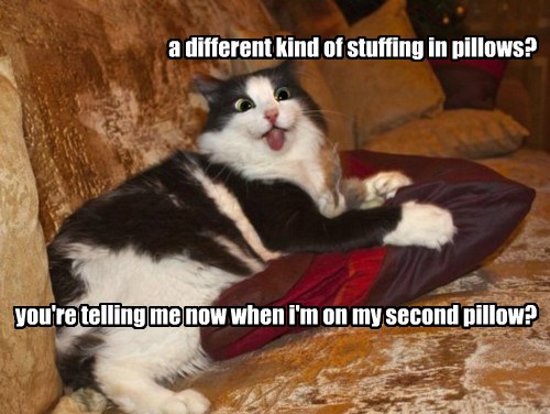 Is This A Polyester Blend? - Lolcats - lol | cat memes | funny cats ...