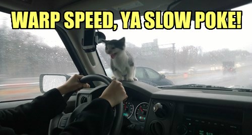 Front Seat Driver - Lolcats - lol | cat memes | funny cats | funny cat