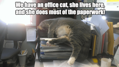 cat office supplies