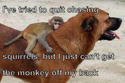 I'd Chase The Monkey Too If I Could - Animal Comedy - Animal Comedy 