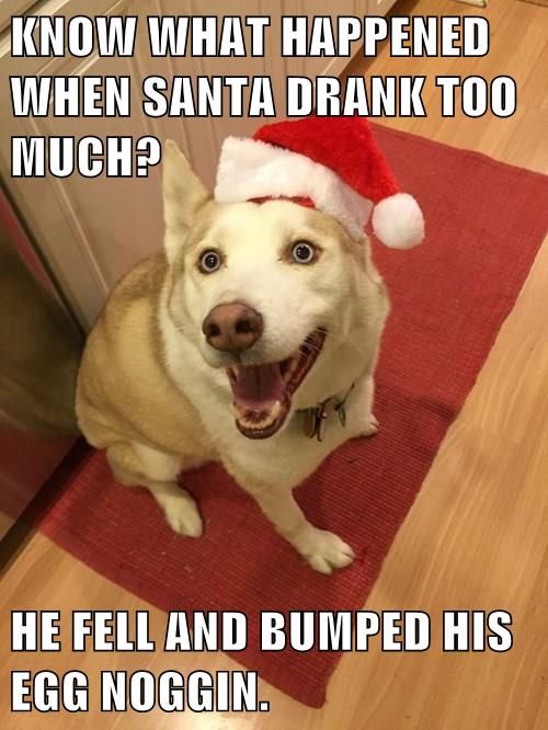 Dad Joke Dog: Christmas Edition - I Has A Hotdog - Dog Pictures - Funny