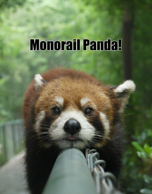 All the Monorail Animals! - Animal Comedy - Animal Comedy, funny ...