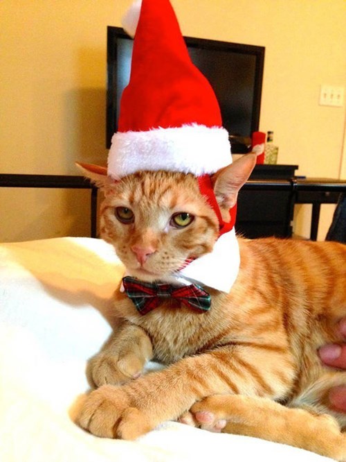 My Revenge Will Include Destroying Your Stocking Stuffers - I Can Has ...