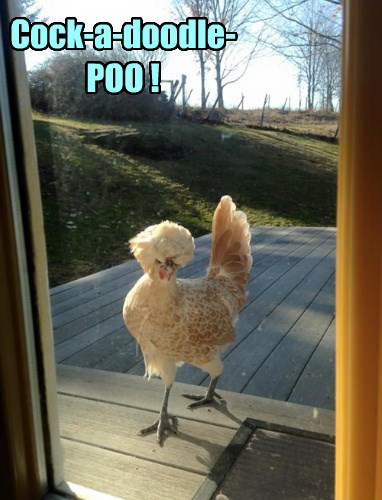 Monday Rooster Poo Poos Monday - Animal Comedy - Animal Comedy, funny ...