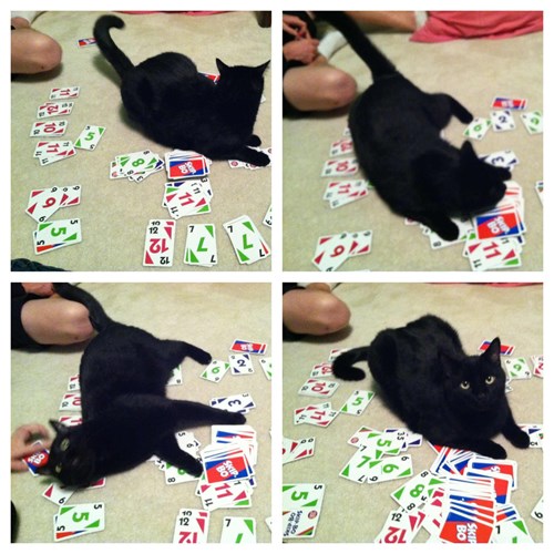 This is Why We Can't Have Nice Things Lolcats lol cat memes