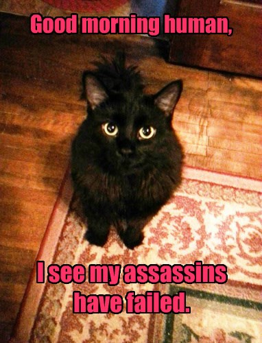 Lolcats - assassin - LOL at Funny Cat Memes - Funny cat pictures with
