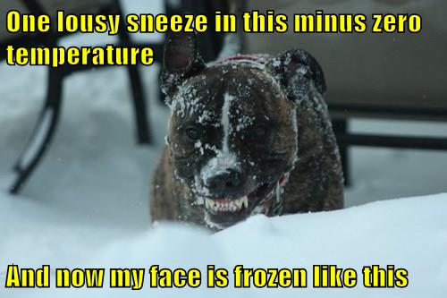 Winter is Almost Over, Right? - I Has A Hotdog - Dog Pictures - Funny