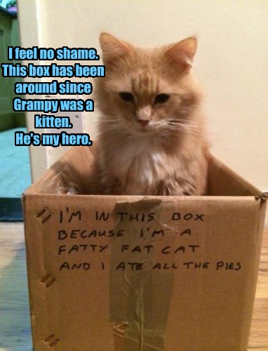 Lolcats - shame - LOL at Funny Cat Memes - Funny cat pictures with ...