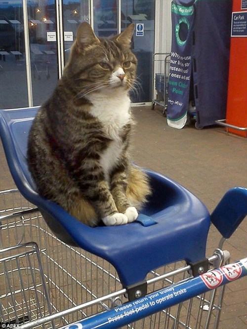 Lolcats grocery store LOL at Funny Cat Memes Funny cat pictures
