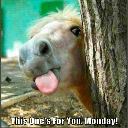 Here is Your Monday Spirit Animal - Animal Comedy - Animal Comedy, funny  animals, animal gifs