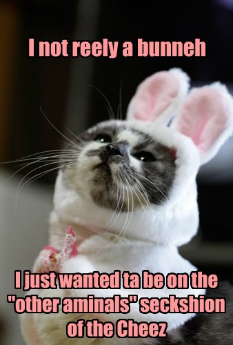 Lolcat Takeover Commence! - Animal Comedy - Animal Comedy, funny ...