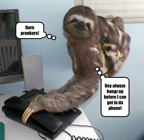 Animal Comedy - sloth - Page 2 - Animal Comedy - Animal Comedy, funny ...
