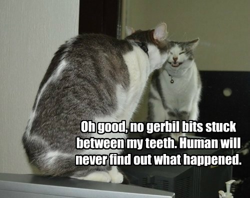 I'll Just Say He Ran Away - Lolcats - lol | cat memes | funny cats ...