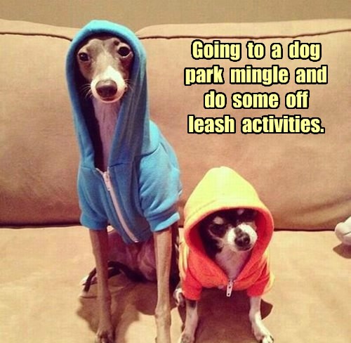 Funny store dog hoodies