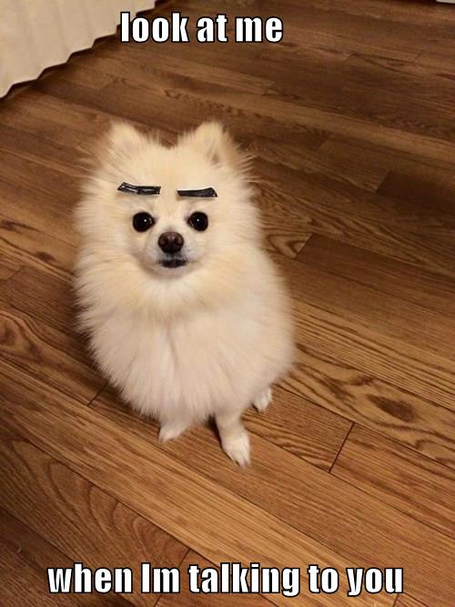 Angry store pomeranian eyebrows