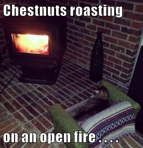 Chestnuts Roasting On An Open Fire Lolcats Lol Cat