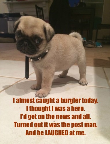 I Has A Hotdog - Burglar - Funny Dog Pictures 