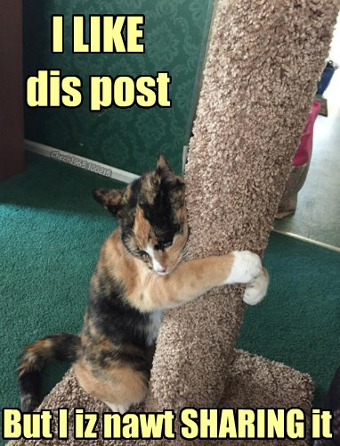 Who Lets a Cat on Facebook Anyway? - Lolcats - lol | cat memes | funny ...