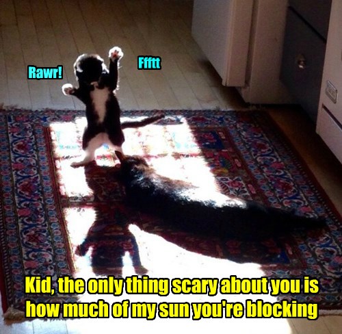 You Could at Least Pretend to be Ascared! - Lolcats - lol | cat memes ...