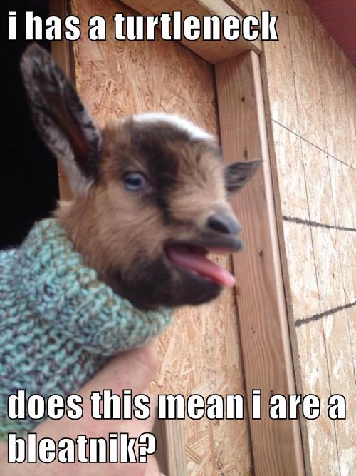 Animal Comedy Turtleneck Animal Comedy Animal Comedy Funny Animals Animal Gifs Cheezburger