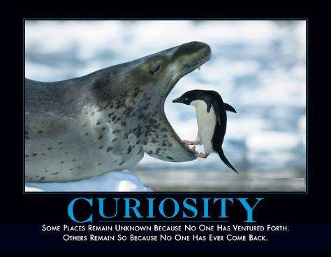 Curiosity Killed the Penguin - Very Demotivational - Demotivational ...