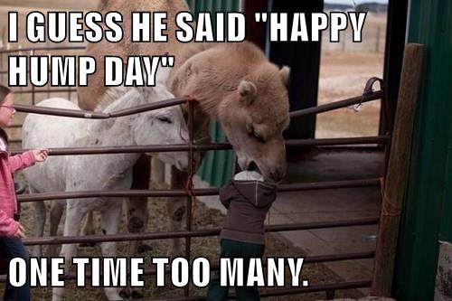 happy hump day animals