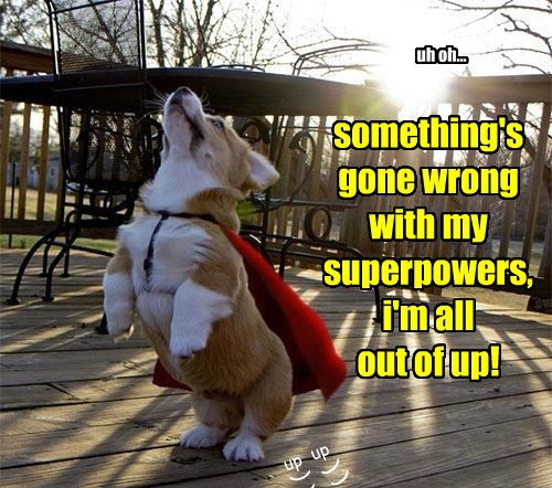 Super Corgi Requires Bacon to Recharge - I Has A Hotdog - Dog Pictures - Funny pictures of dogs ...