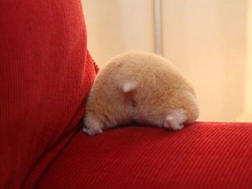 Hamster Butts Are Cutest Butts - Animal Comedy - Animal Comedy, funny  animals, animal gifs