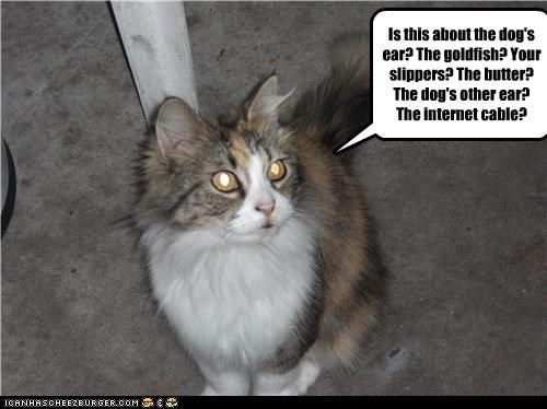 Whatever It Is, I Didn't Do It - Lolcats - lol | cat memes | funny cats