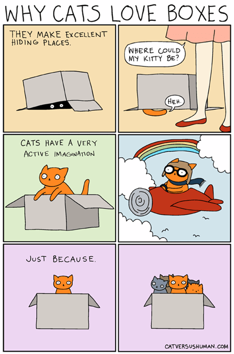 Why Cats Love Boxes - Web Comics - 4koma comic strip, webcomics, web comics