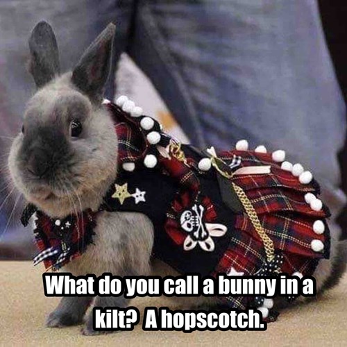 A Punny Bunny is Not So Bad I Can Has Cheezburger?