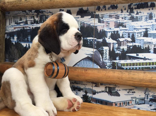 st bernard carrying rum